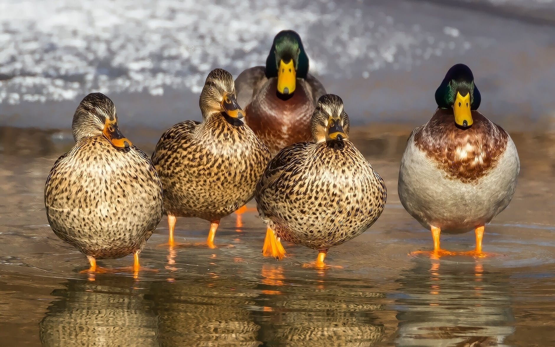 white and brown wild duck on water