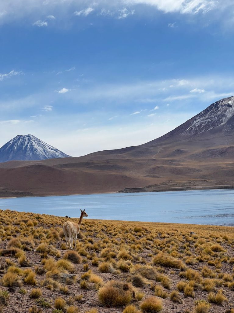 vicuna standing by the lake