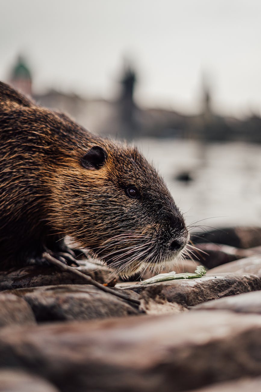 nutria