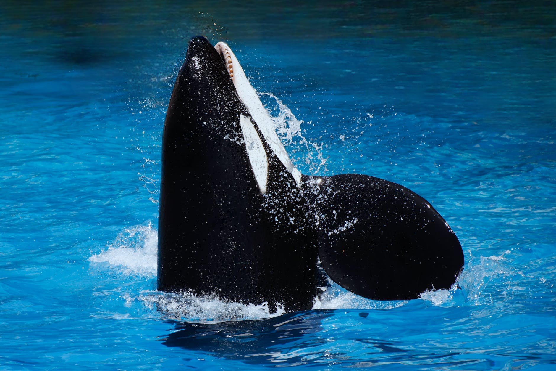 an orca in water