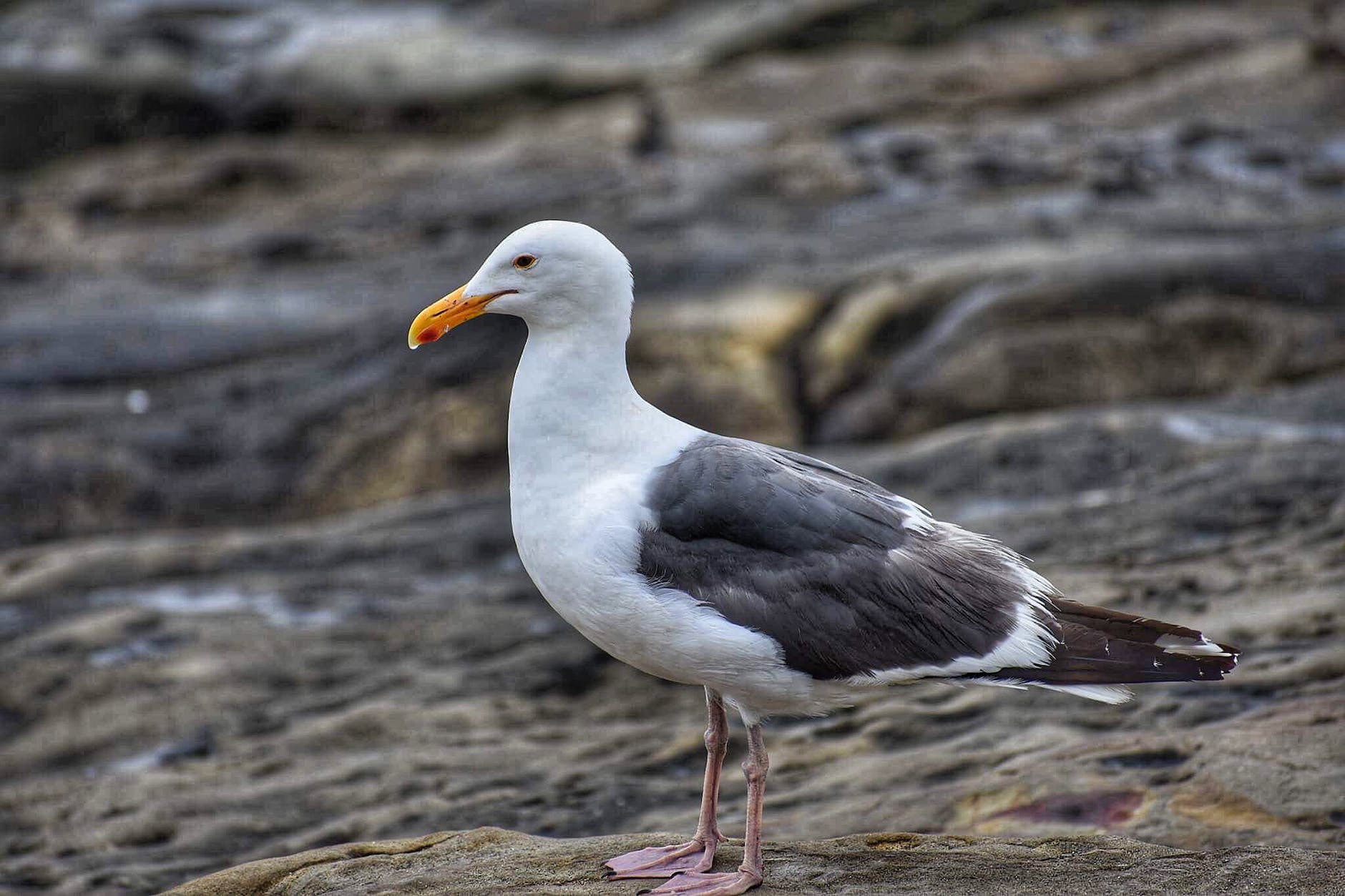 selective focus photography of white and black bird