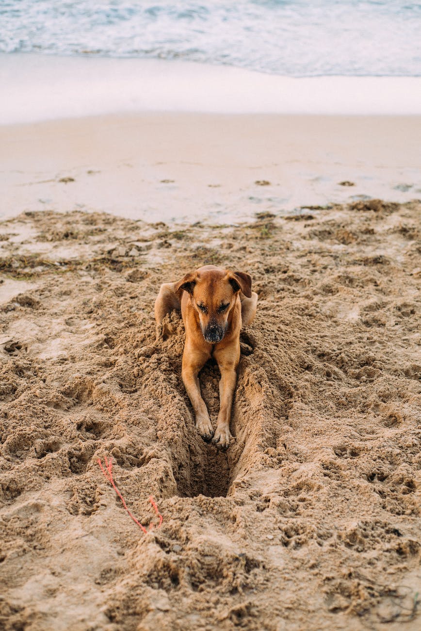 dog lying on shore during day