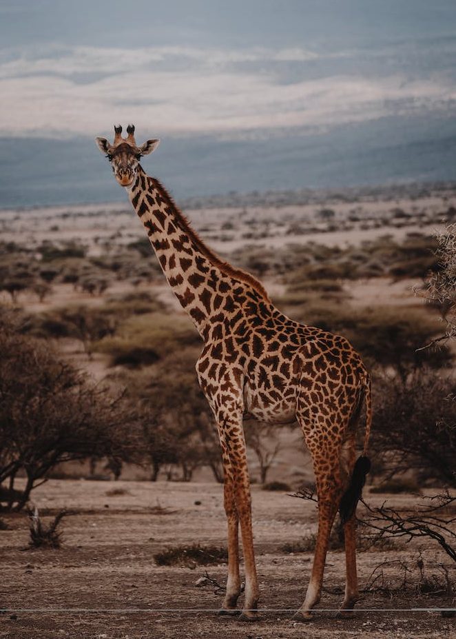 brown giraffe standing on brown field