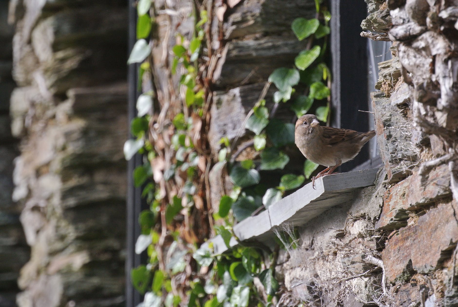 brown bird on window