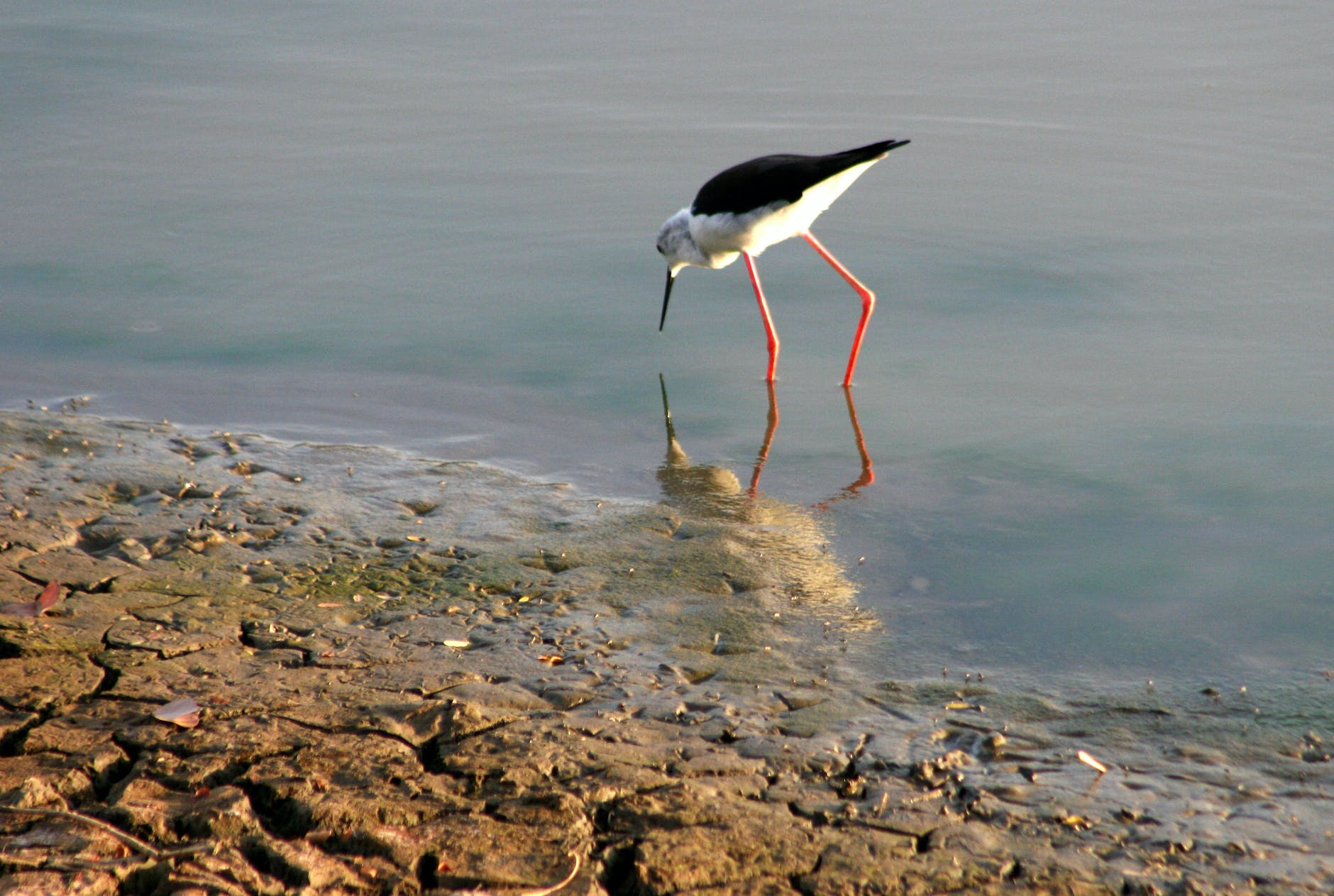 white and black long beaked and long legged bird on body of water photography