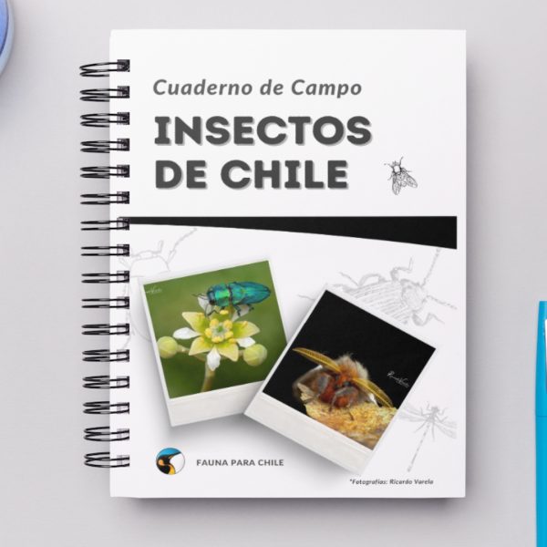 Cuaderno de Campo - Insectos de Chile